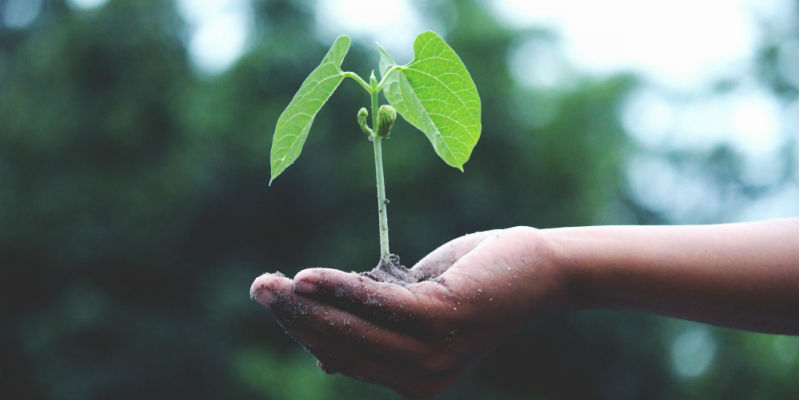 A person holding a plant in their hand